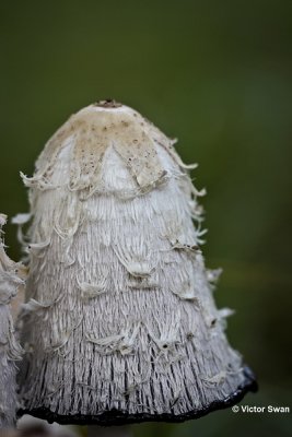 Geschubde inktzwam  Coprinus comatus.jpg