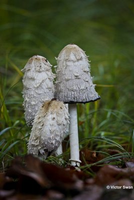 Geschubde inktzwam Coprinus comatus.jpg