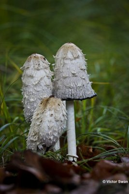 Geschubde inktzwam  Coprinus comatus.jpg