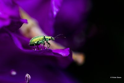 Groene snuitkever,Phyllobius argentatus.jpg