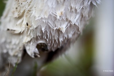 Geschubde inktzwam Coprinus comatus.jpg