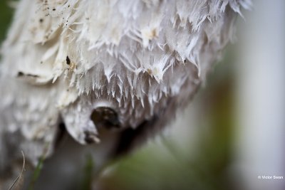 Geschubde inktzwam  Coprinus comatus.jpg