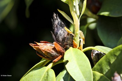 Azaleaknopvreter Pycnostysanus Azaleae.jpg