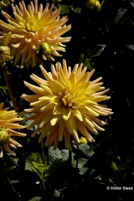 Dahlia-Elena.jpg