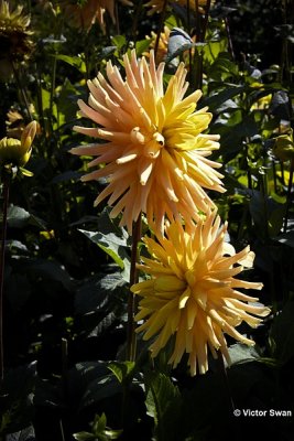 Dahlia-Elena .jpg