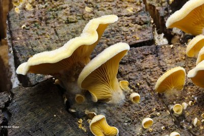 Oranje oesterzwam - Phyllotopsis nidulans.jpg