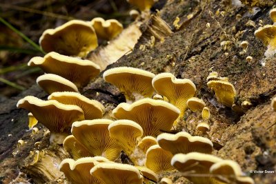 Oranje oesterzwam - Phyllotopsis nidulans.jpg