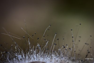 Knopschimmel Spinellus fusiger Mycenaparasiet.jpg
