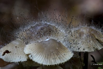 Knopschimmel Spinellus fusiger Mycenaparasiet.jpg