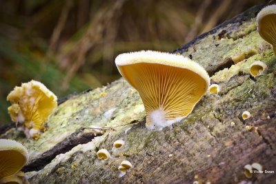 Oranje oesterzwam - Phyllotopsis nidulans.jpg