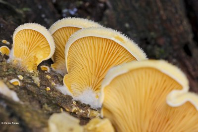 Oranje oesterzwam - Phyllotopsis nidulans.jpg