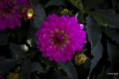 Dahlia-Gallery Bellini .jpg