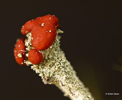 Rode Heidelucifer Cladonia floerkeana.jpg