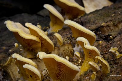 Oranje oesterzwam - Phyllotopsis nidulans.jpg