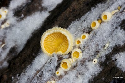 Oranje oesterzwam - Phyllotopsis nidulans.jpg