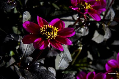 Dahlia-Roxy.jpg
