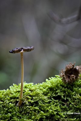 Hazenpootje  Coprinus lagopus.jpg