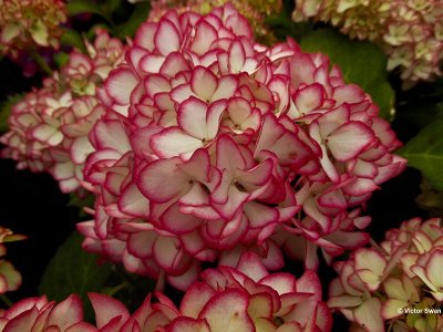  Hortensia .jpg