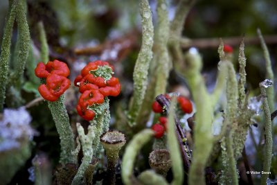 Rode Heidelucifer Cladonia floerkeana.jpg