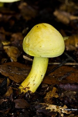 Narcisridderzwam - Tricholoma sulphureum .jpg