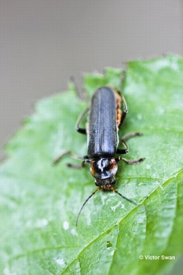 Zwart Soldaatje Cantharis rustica .jpg