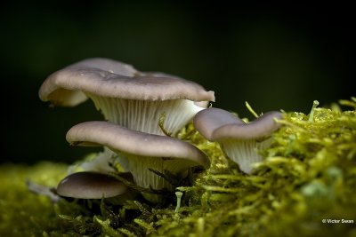 Gewone oesterzwam  Pleurotus ostreatus.jpg