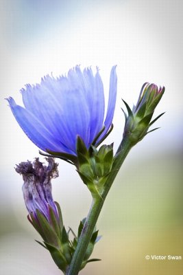 Wilde Cichorei - Cichorium intybus.jpg