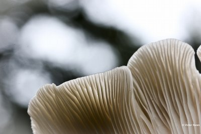 Gewone oesterzwam  Pleurotus ostreatus.jpg