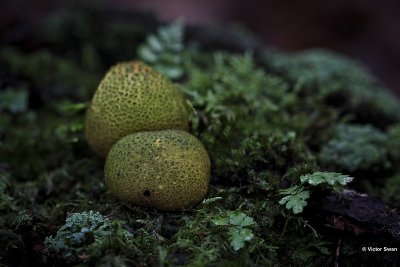Gele aardappelbovist Scleroderma citrinum.jpg