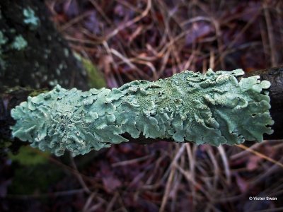 Bosschildmos Flavoparmelia caperata.jpg