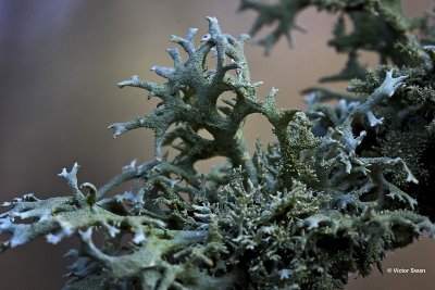 Purper geweimos Pseudevernia furfuracea.jpg