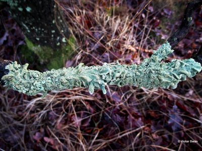 Bosschildmos Flavoparmelia caperata.jpg