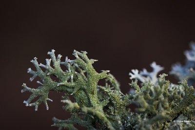 Purper geweimos  Pseudevernia furfuracea.jpg