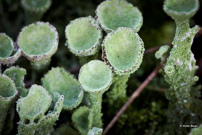 Kopjes bekermos Cladonia fimbriata.jpg