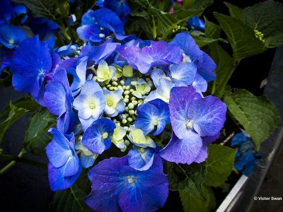 Hortensia.jpg