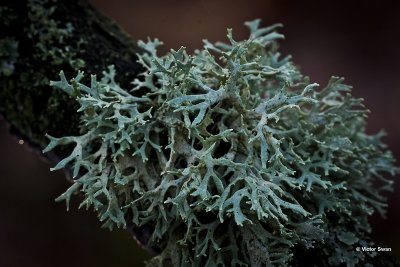 Eikenmos Evernia prunastri.jpg