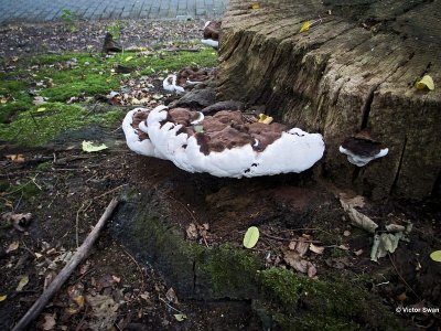 Dikrandtonderzwam Ganoderma adspersum.jpg