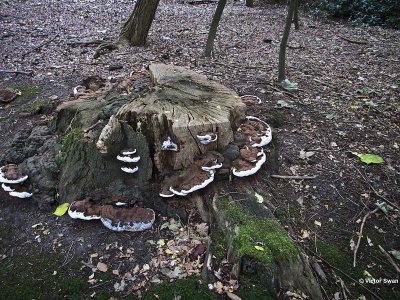 Dikrandtonderzwam Ganoderma adspersum.jpg