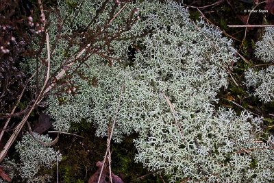 Open rendiermos Cladonia potentosa.JPG