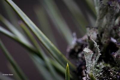 Bruin bekermos  Cladonia grayi.jpg
