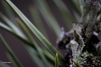 Bruin bekermos Cladonia grayi.jpg