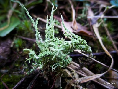 Smal bekermos - Cladonia coniocraea.jpg