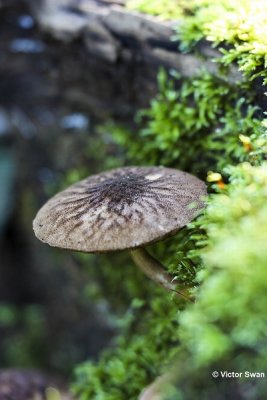 Pronkhertenzwam Pluteus umbrosus.jpg
