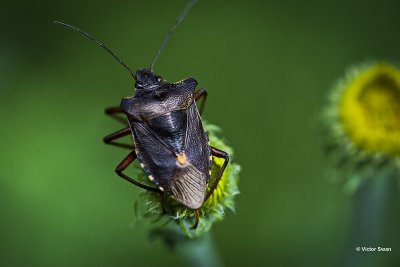 Roodpootschildwants - Pentatoma rufipes.jpg