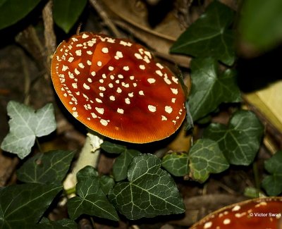 Vliegenzwam Amanita muscaria .jpg