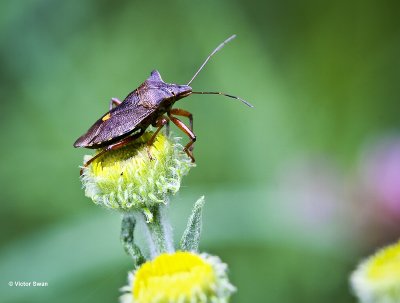 Roodpootschildwants - Pentatoma rufipes.jpg