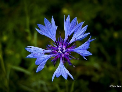 Korenbloem  Centaurea cyanus.jpg