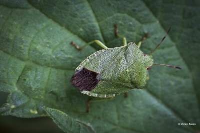Groene Stinkwants Palomena prasina.jpg