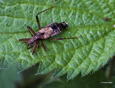 Boomsikkelwants - Himacerus apterus.jpg