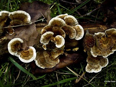 Roodporiehoutzwam Daedaleopsis confragosa.jpg